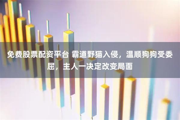 免费股票配资平台 霸道野猫入侵，温顺狗狗受委屈，主人一决定改变局面